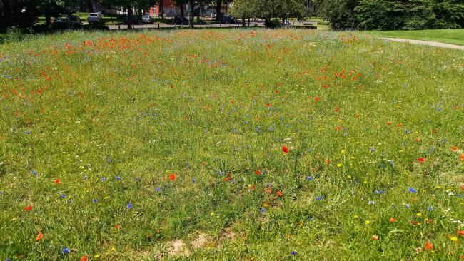 Stadt Aachen - FLIP-Wiese